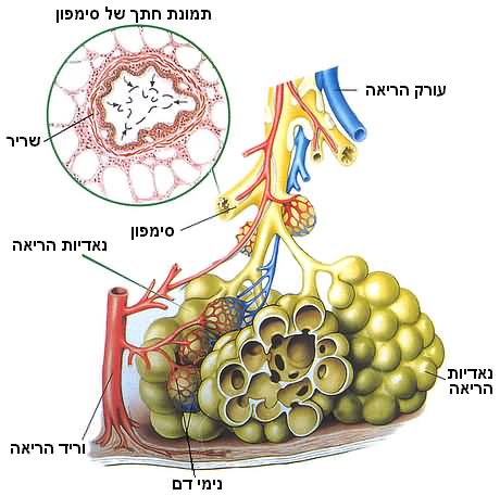 חילוף הגזים בנאדיות הריאה
